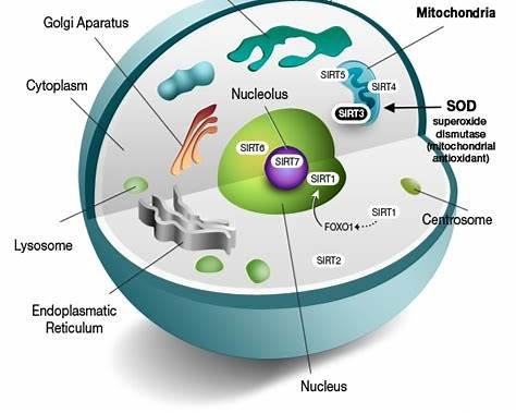Understanding Cells and Their Role in Health and Aging After 40