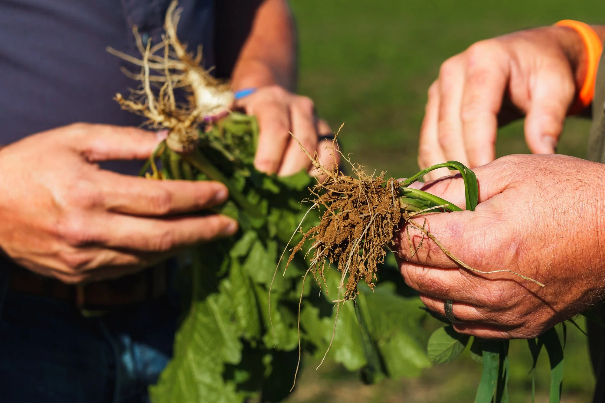 hands holding plants showing the roots and soil