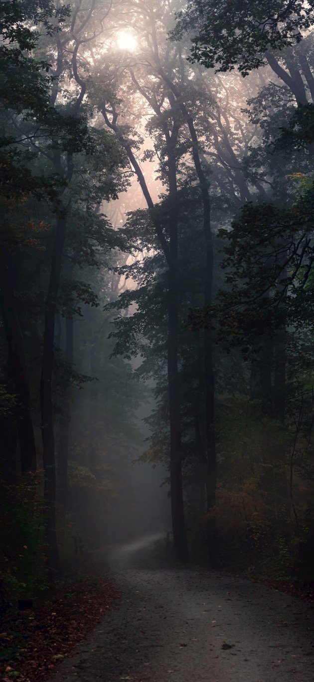 A misty forest with tall trees and a winding dirt path at dawn or dusk, sunlight filtering through the fog.