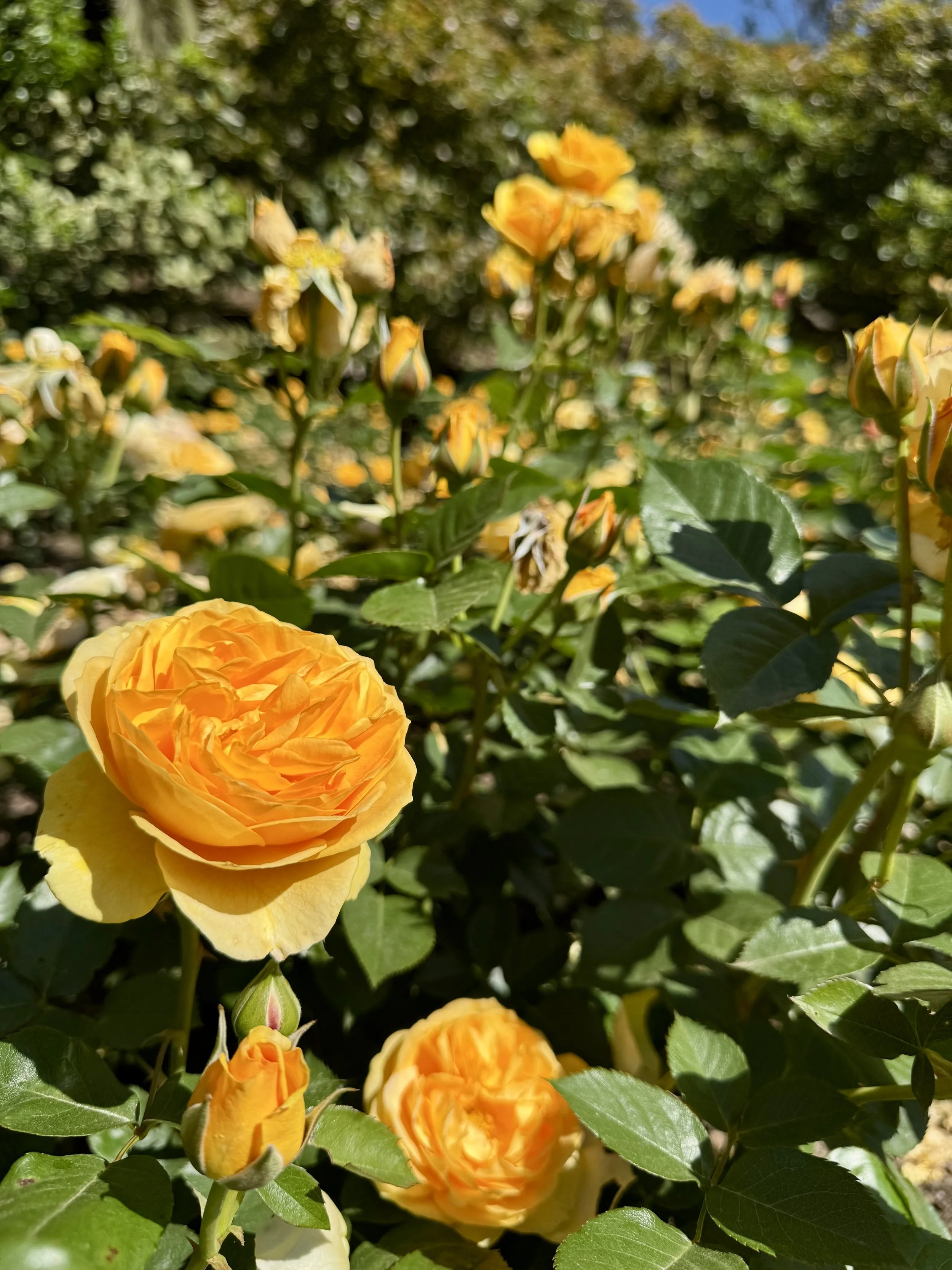 Rose Story Farm Tour