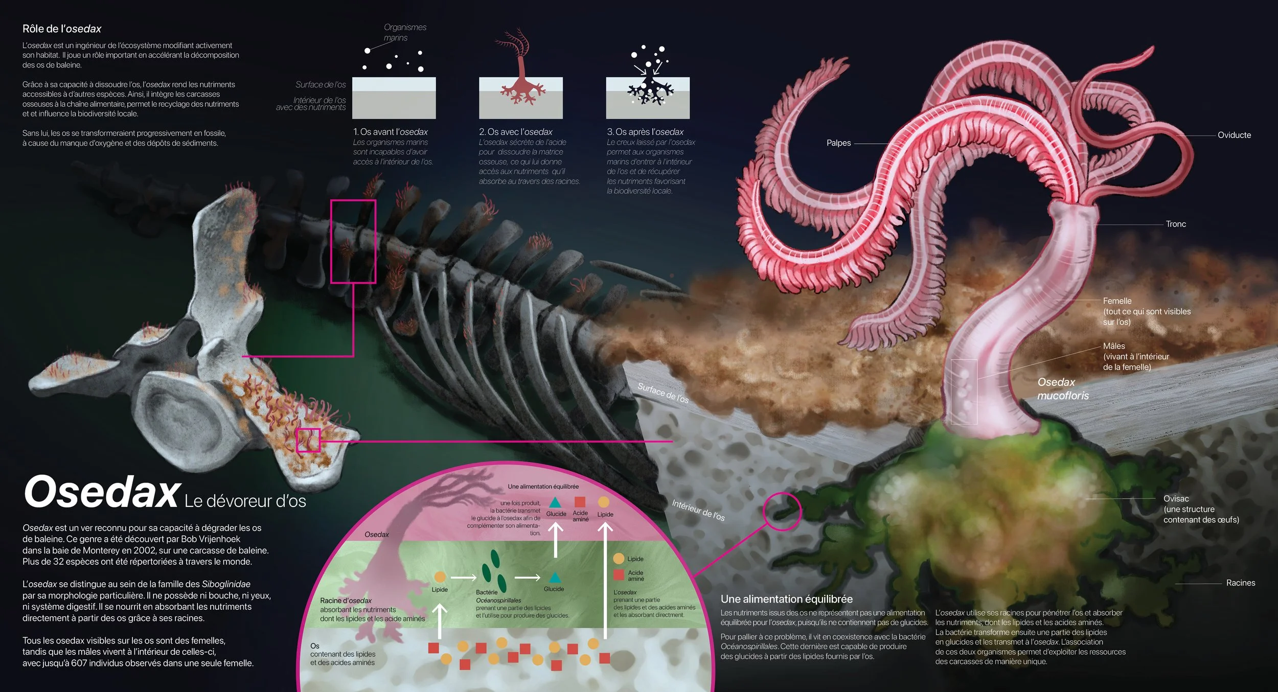 osedax.jpg