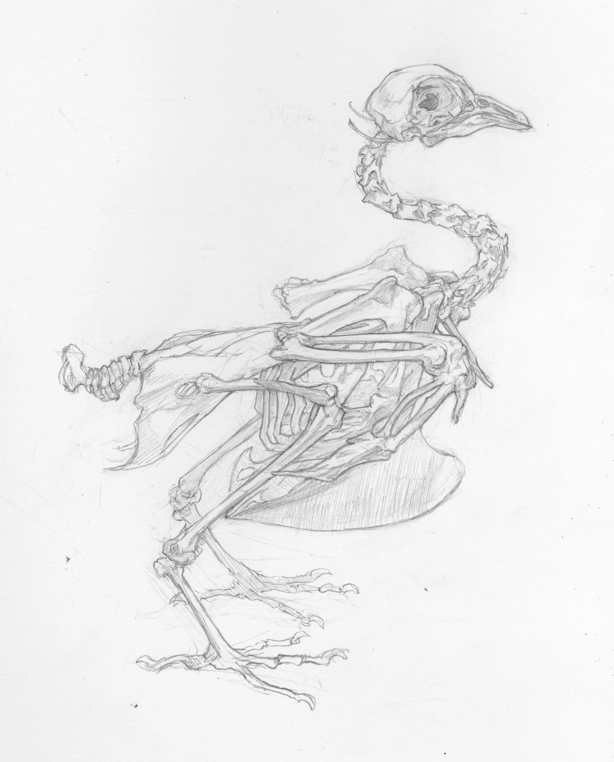 sketch+pigeon.jpg