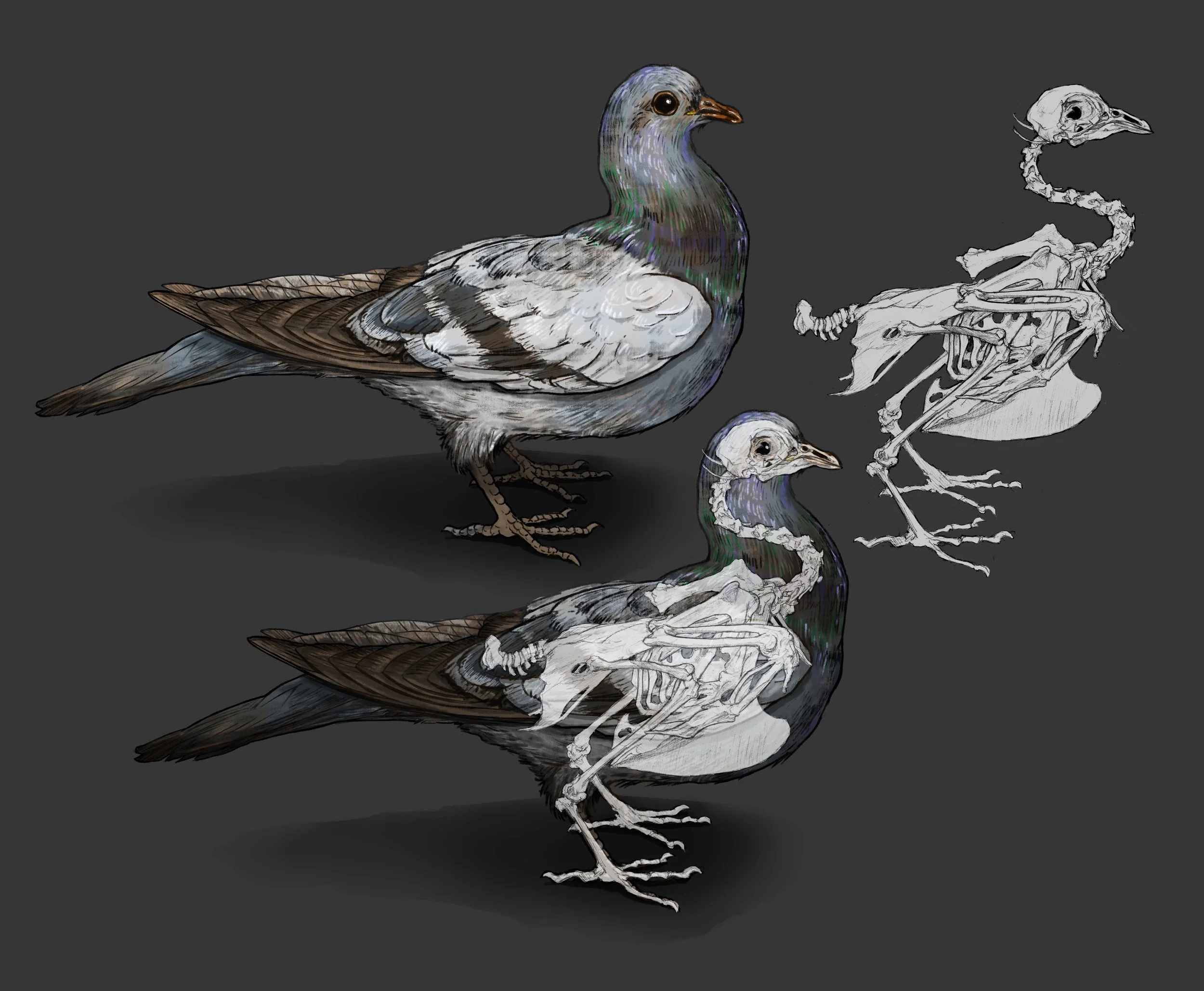 Étude spécimen: pigeon