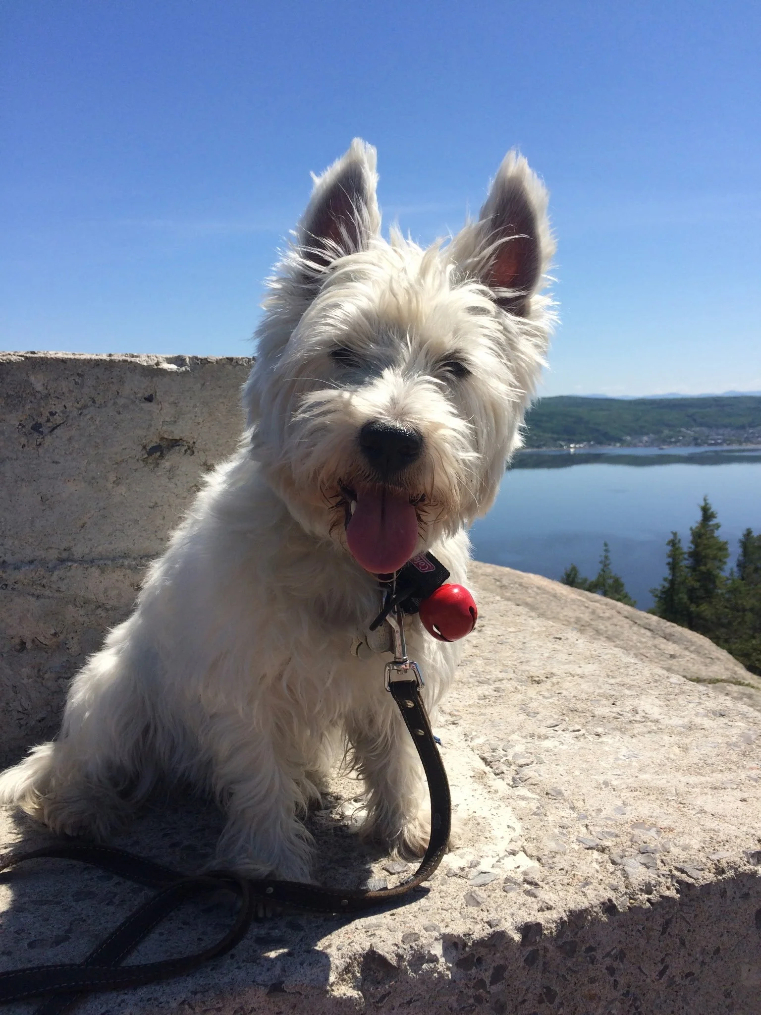 Un chien blanc, de race West Highland White Terrier, assis sur une pierre avec un lac et des montagnes en arrière-plan lors d'une journée ensoleillée.