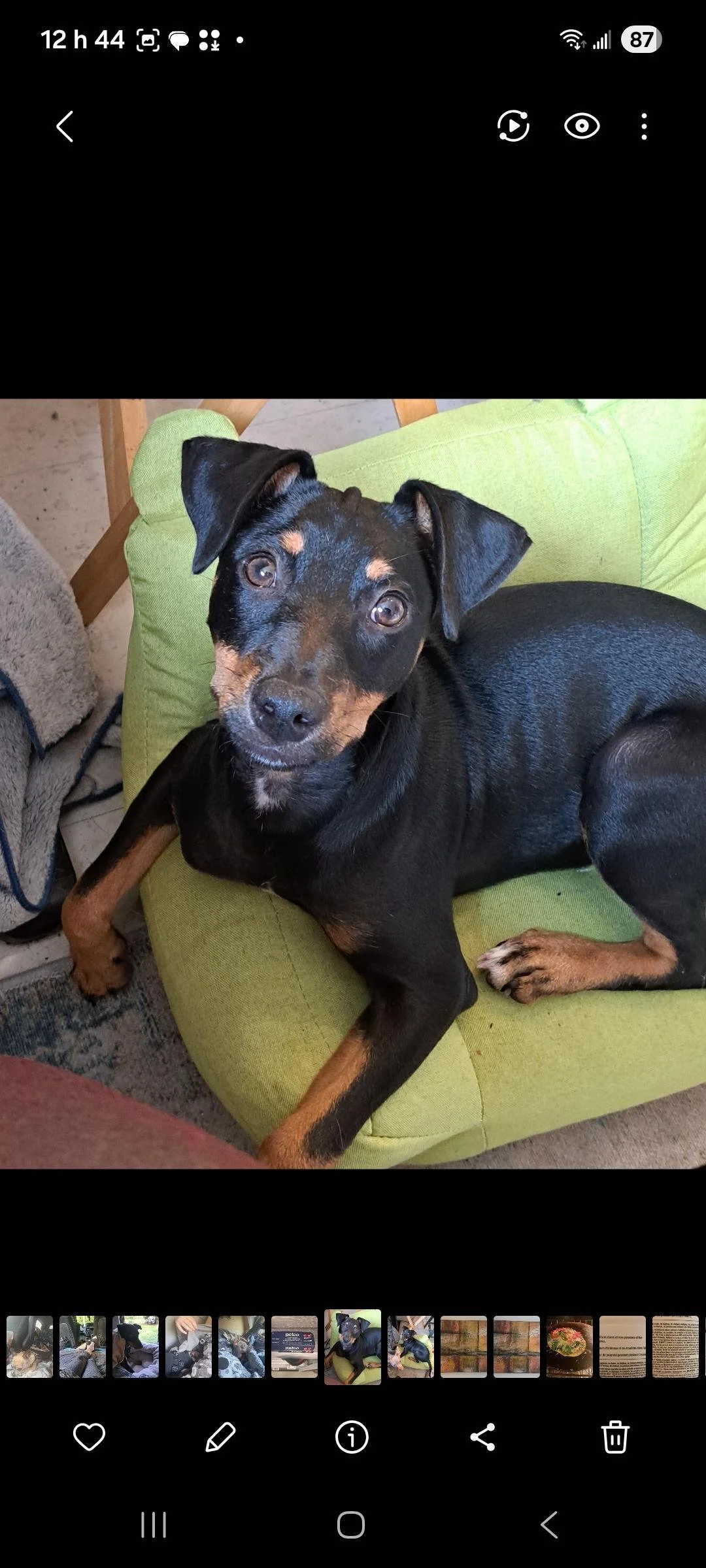 Un chiot noir avec des taches fauves, allongé sur un fauteuil vert, regardant vers la caméra.