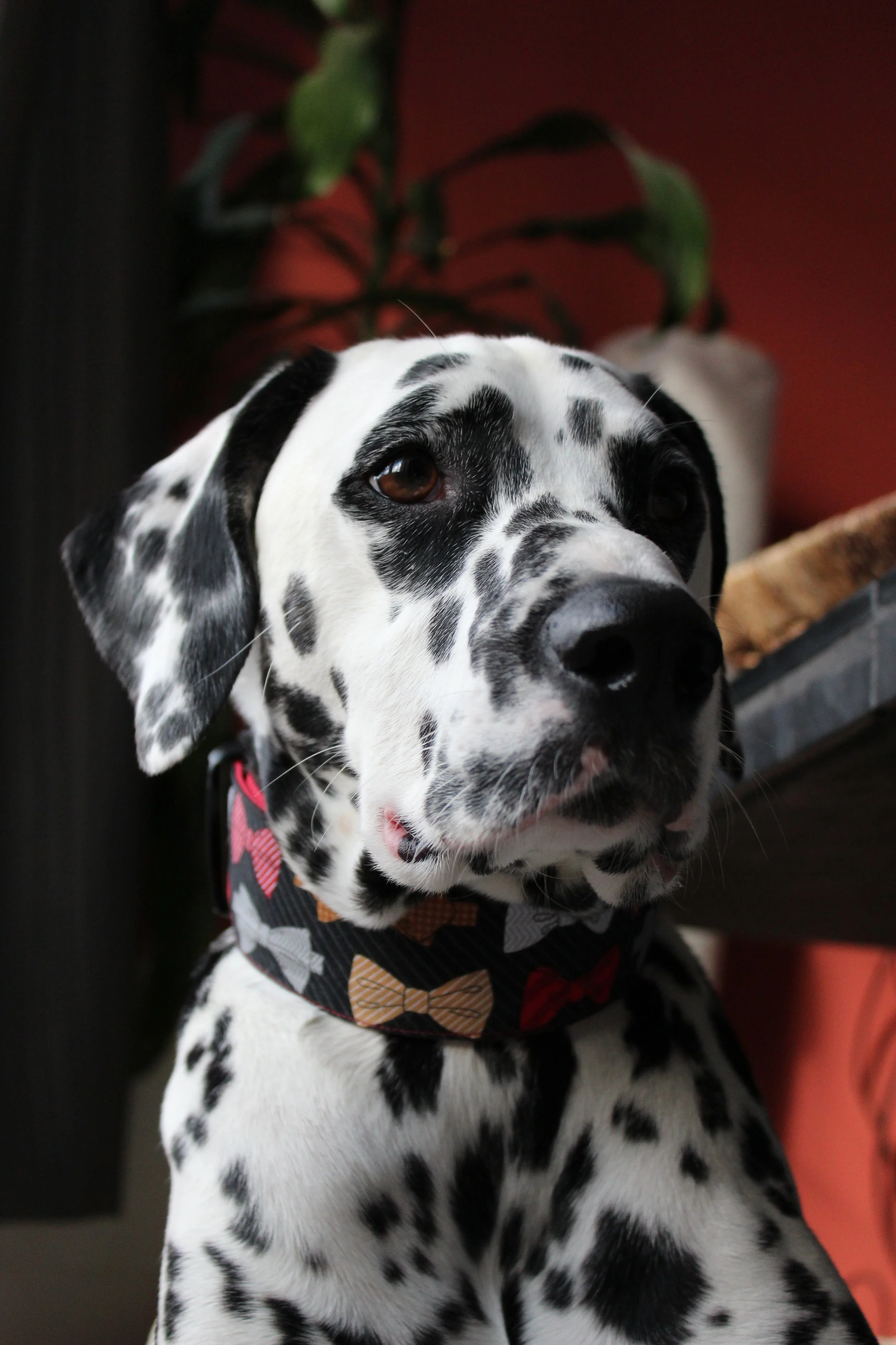 Chien Dalmatien avec collier à motifs de nœuds, photographié en gros plan dans un intérieur, avec un fond rouge et des plantes vertes