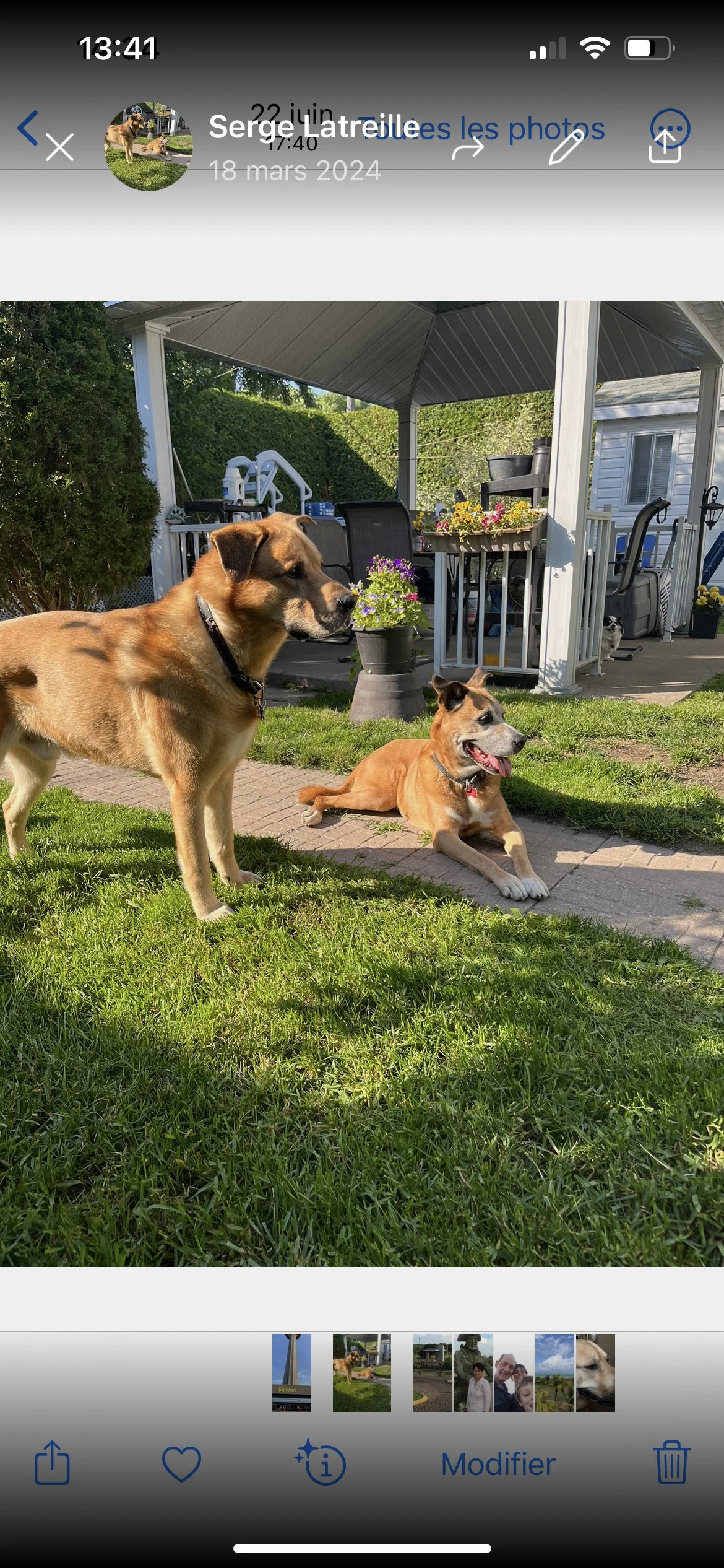 Deux chiens dans un jardin ensoleillé, l'un debout et l'autre allongé, devant une terrasse avec des plantes et des meubles.