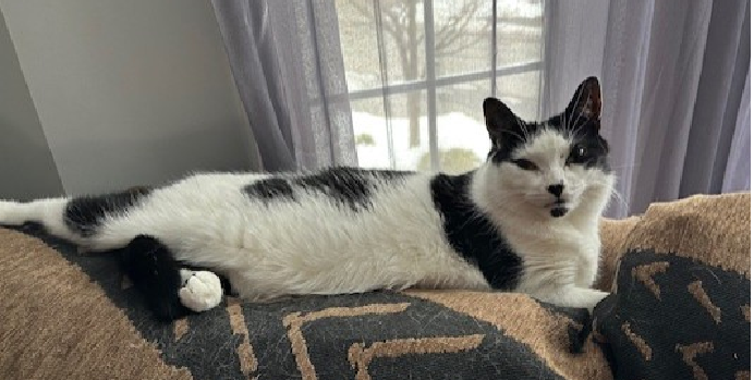 Un chat noir et blanc allongé sur un canapé devant une fenêtre avec des rideaux.