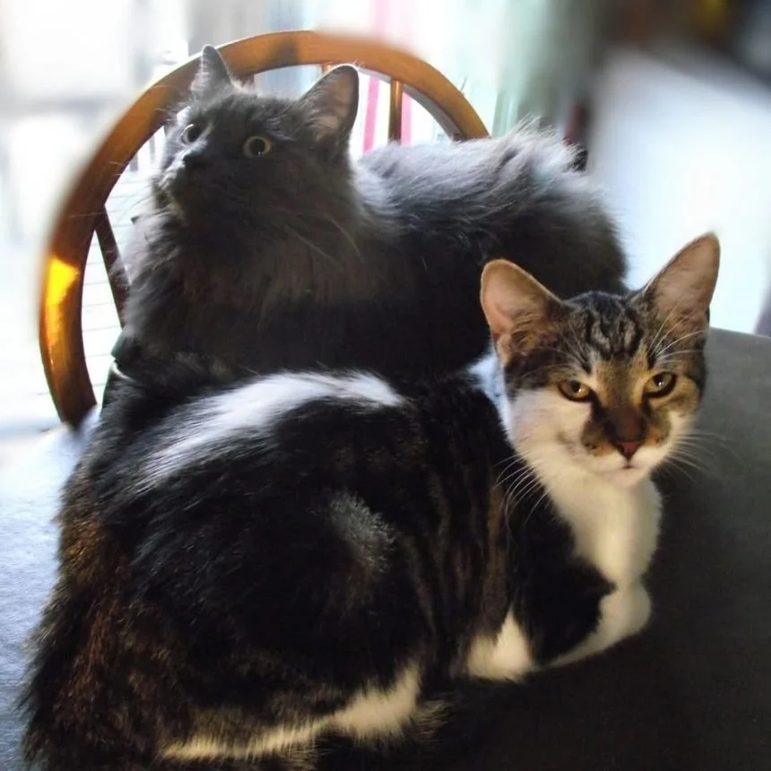 Deux chats domestiques, un gris longs poils et un rayé blanc et gris, sont assis sur une surface sombre, avec un fauteuil en bois en arrière-plan.