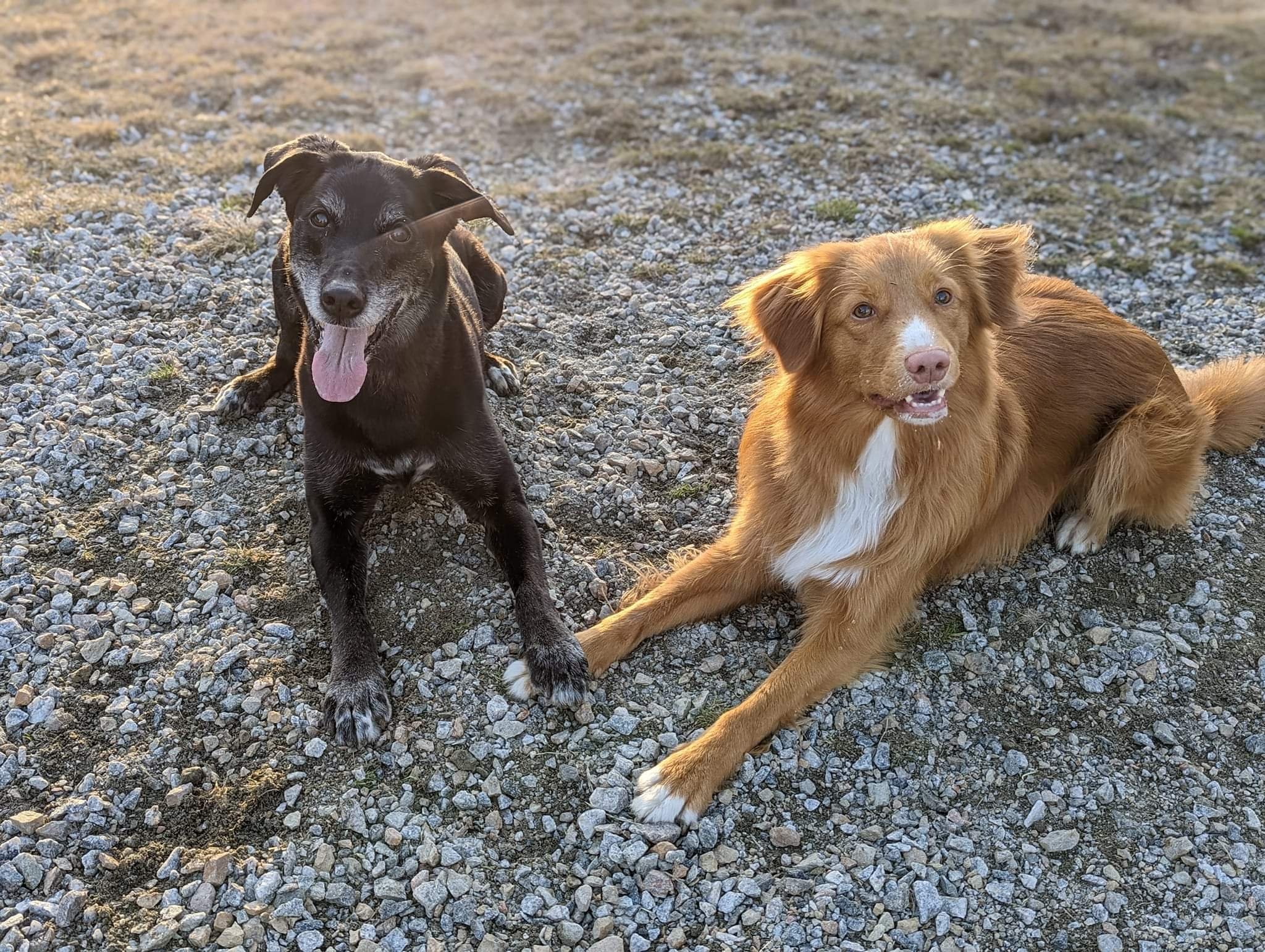 Deux chiens, un assis et un allongé, sur un sol en gravier, avec un arrière-plan en plein air. Le chien à gauche est noir avec une langue sortie, et le chien à droite est marron avec une tache blanche sur la poitrine.