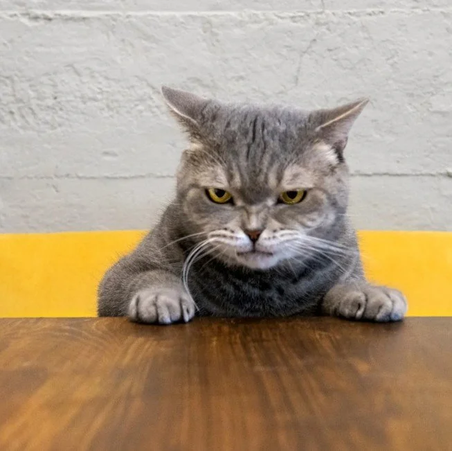 Un chat gris avec une expression sérieuse, assis sur une table en bois, contre un mur blanc avec une bande jaune en arrière-plan.