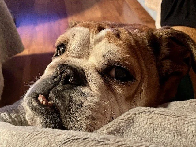 Un chien de race boxer repose sa tête sur une couverture ou un coussin, avec des détails de son visage et un fond d'intérieur