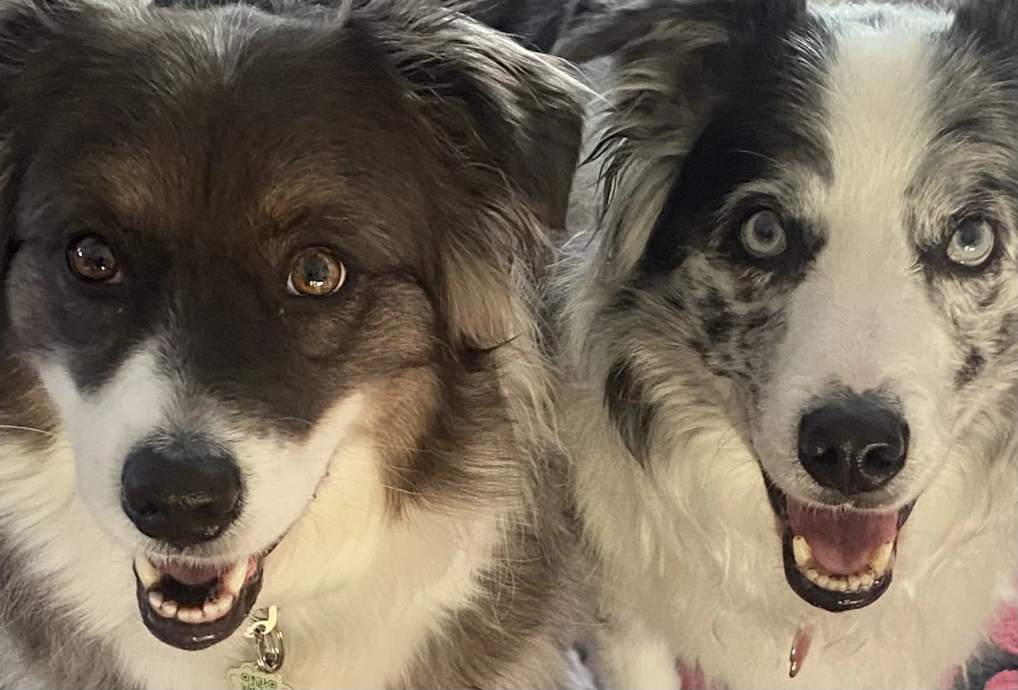 Deux chiens dans un jardin ensoleillé, l'un debout et l'autre allongé, devant une terrasse avec des plantes et des meubles.