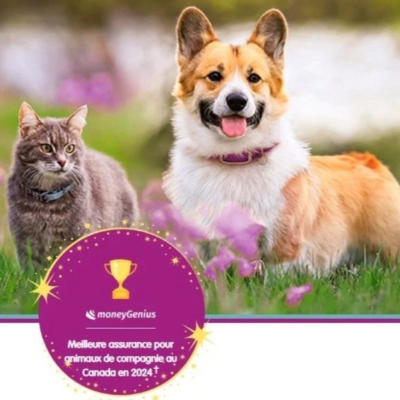Un chien et un chat assis dans un champ d'herbe avec des fleurs violettes, à l'extérieur, avec un cercle violet illustrant une médaille d'or et un texte promotionnel en français.