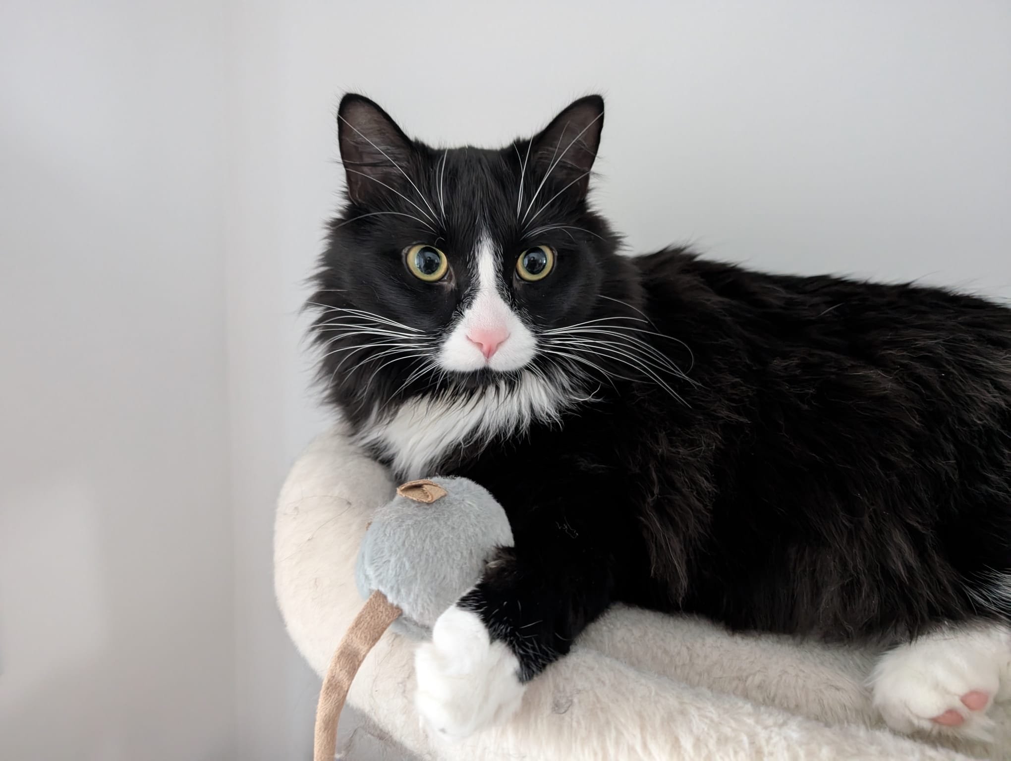 Un chat noir et blanc allongé sur un coussin blanc avec un jouet en forme de souris