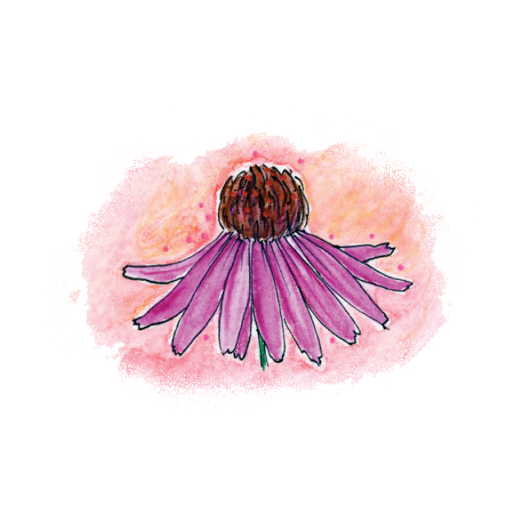 EchinaceaSoulflower Essence7.png