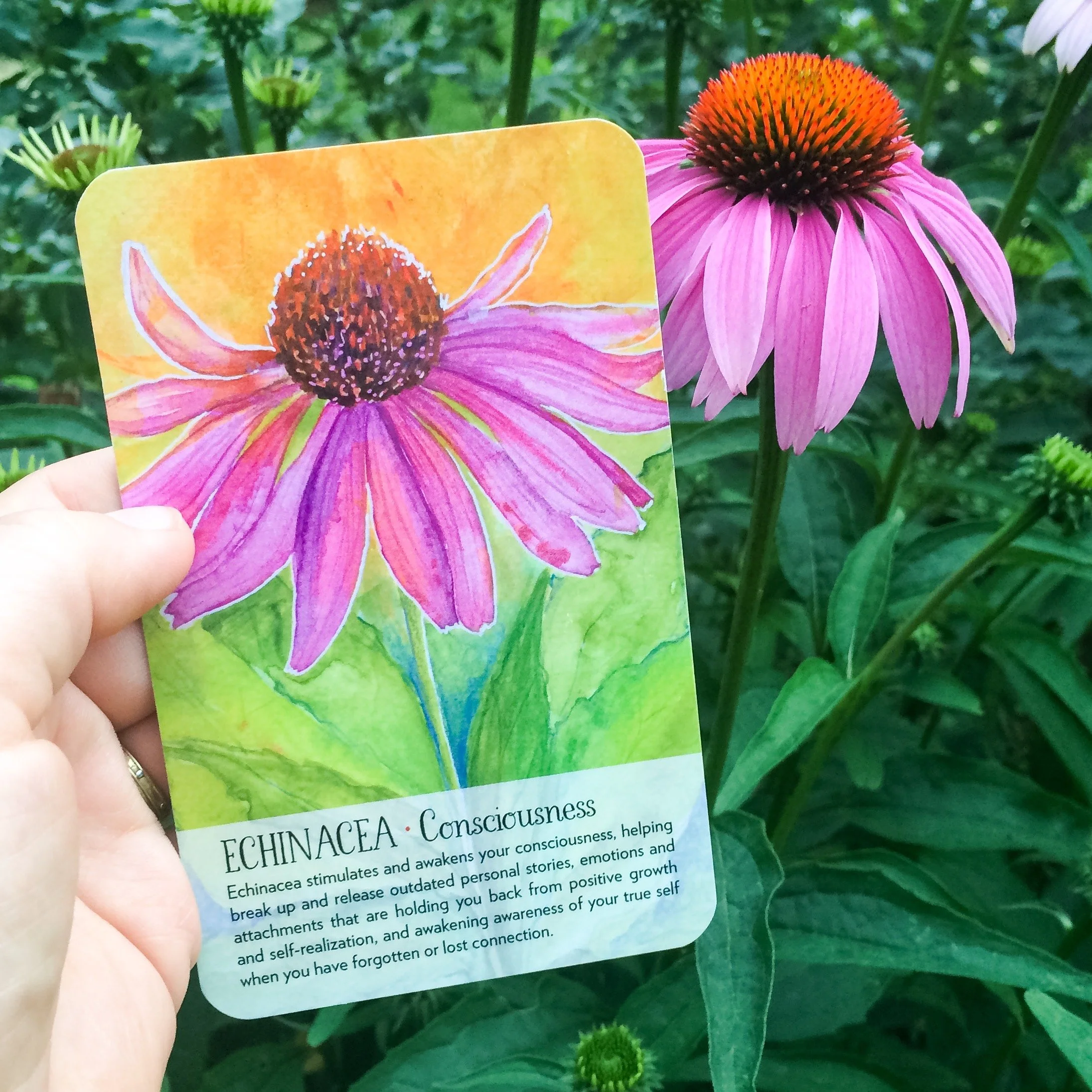 A hand holding a colorful card depicting a watercolor painting of a purple coneflower, with a real purple coneflower flower nearby in a garden.