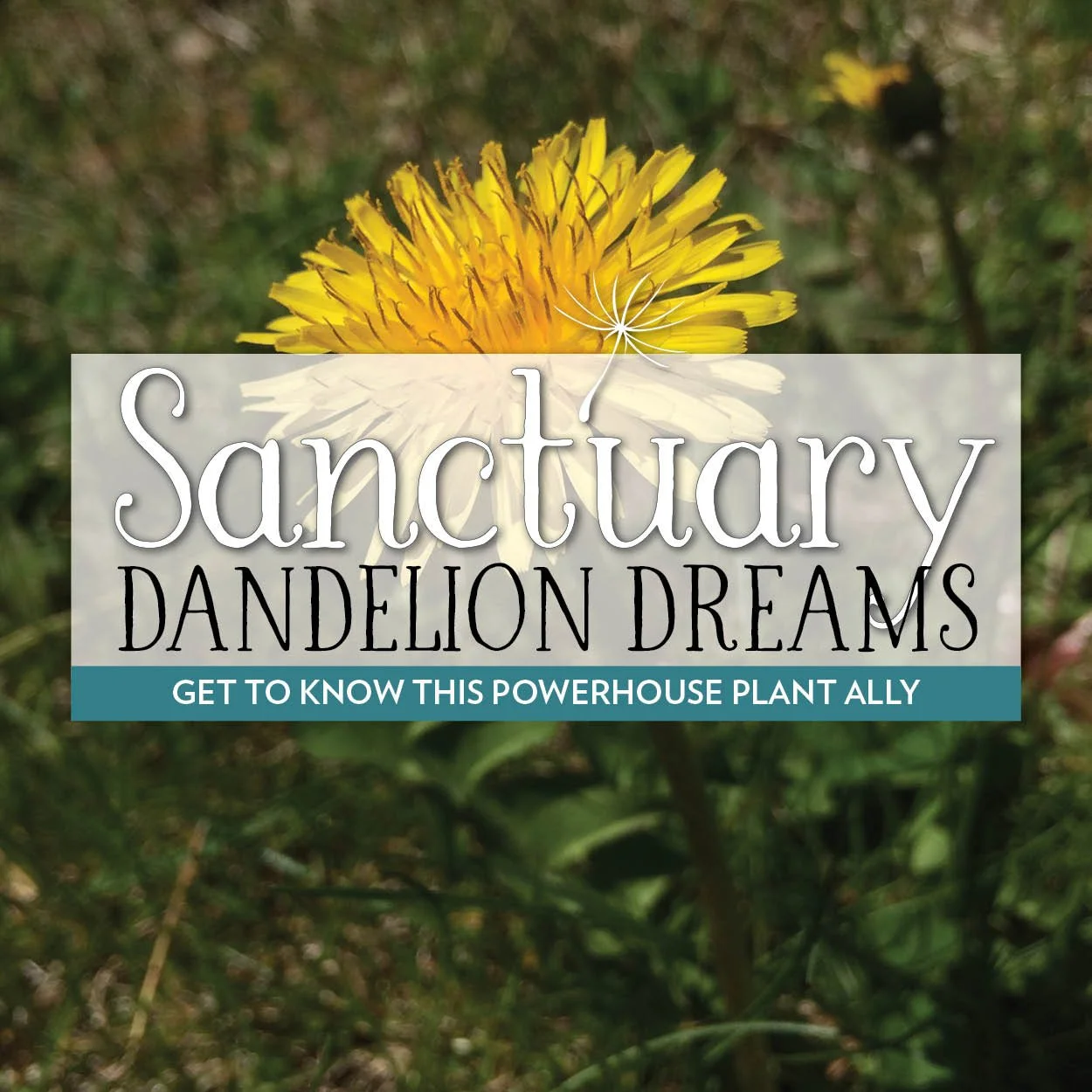 Dandelion Dreams (10/28)