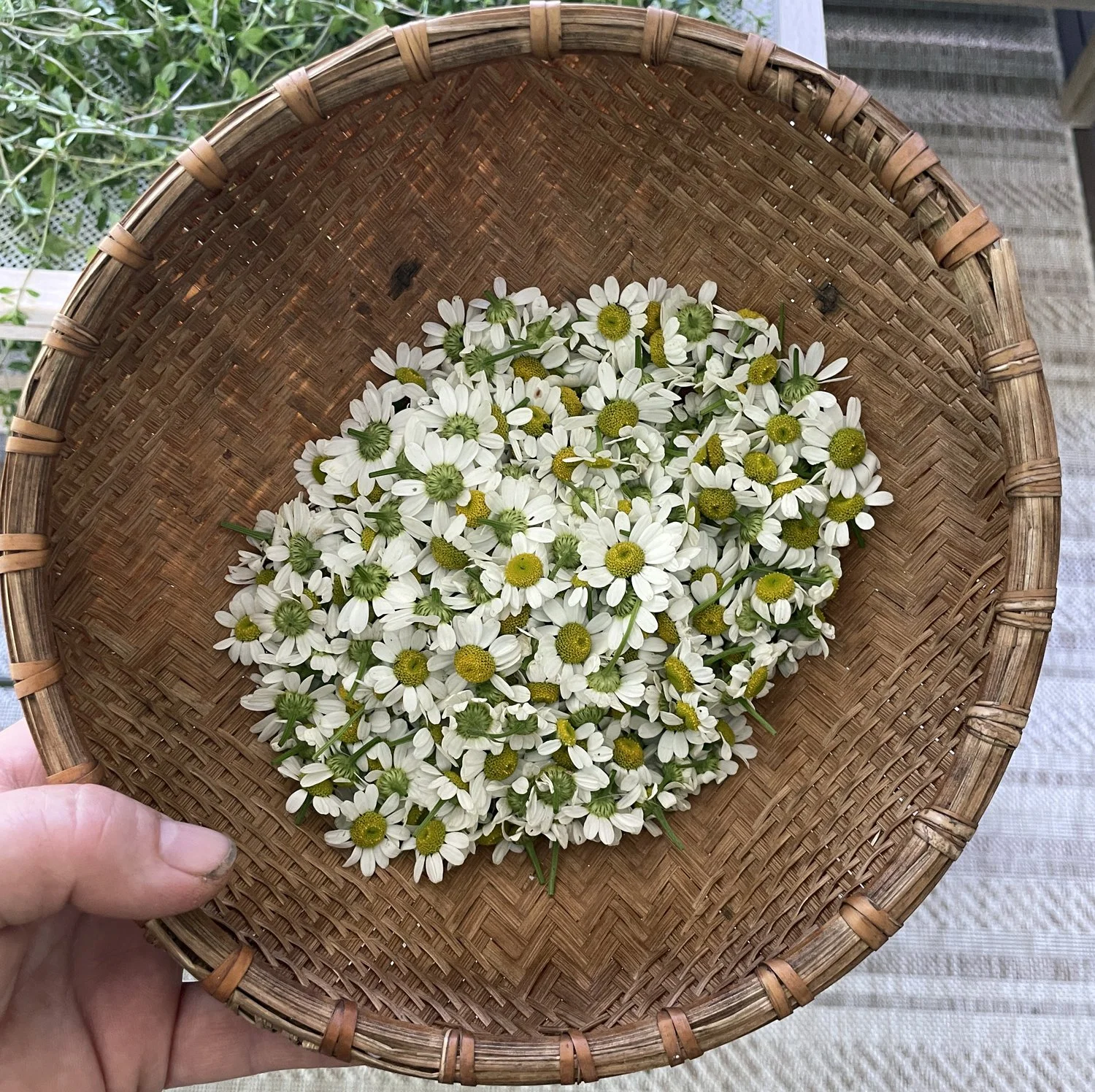 A person holding a round woven basket filled with small white daisies with yellow centers.