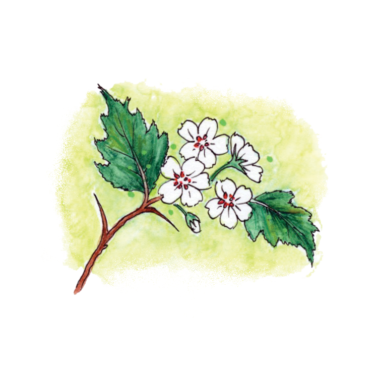 Hawthorn Soulflower Essence9.png