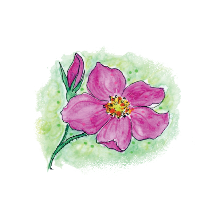 Rose Soulflower Essence13.png