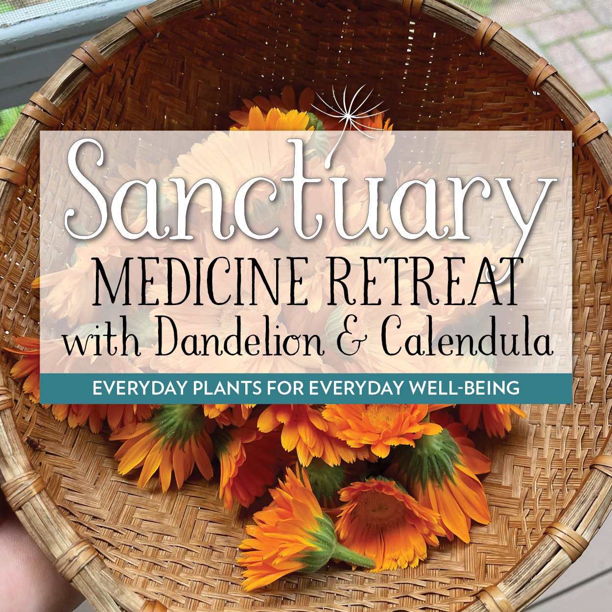 Medicine Retreat with Dandelion & Calendula