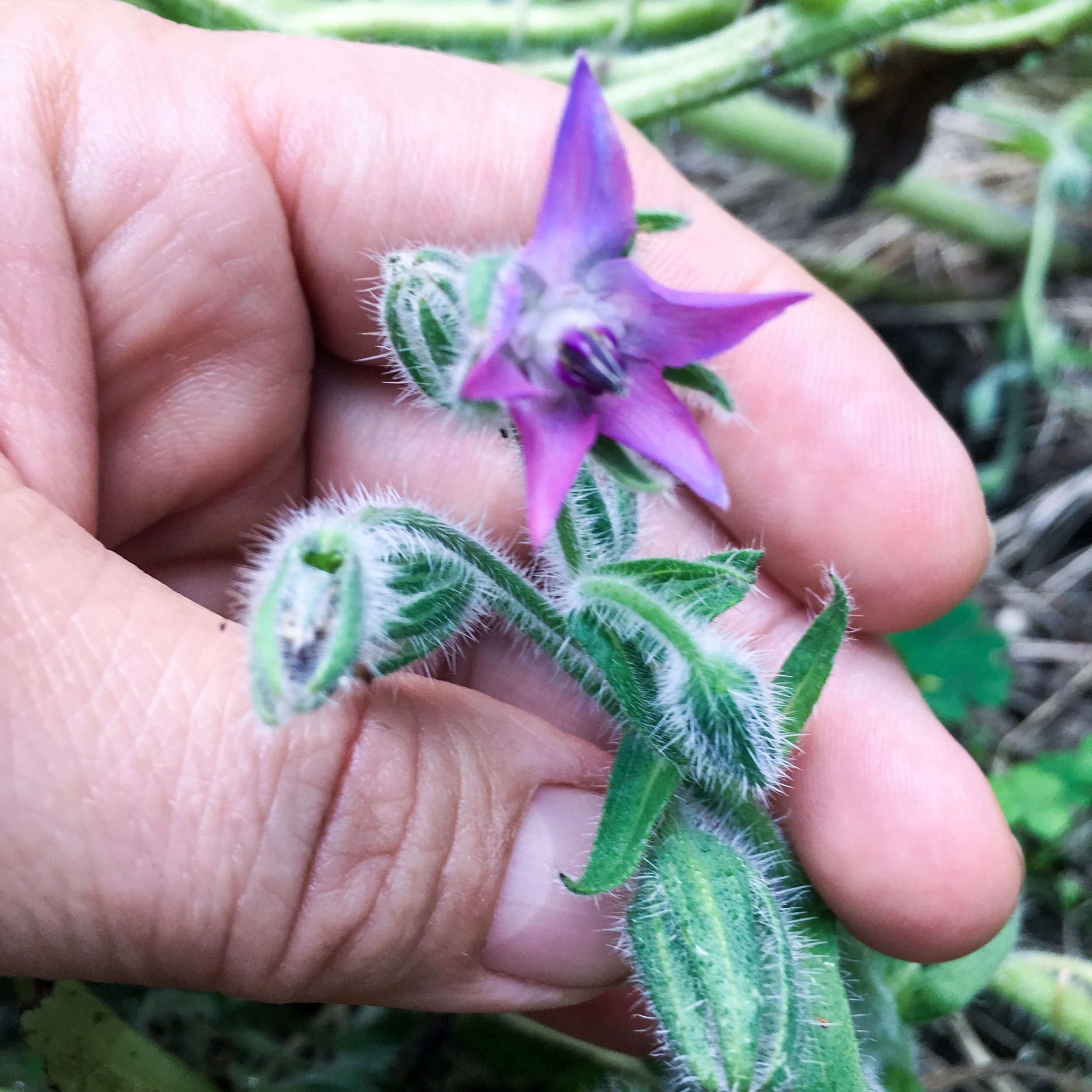 Close-up of a hand holding a green, fuzzy plant with purple flower blooms.