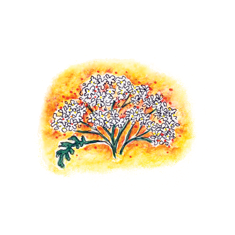 Yarrow Soulflower Essence17.png