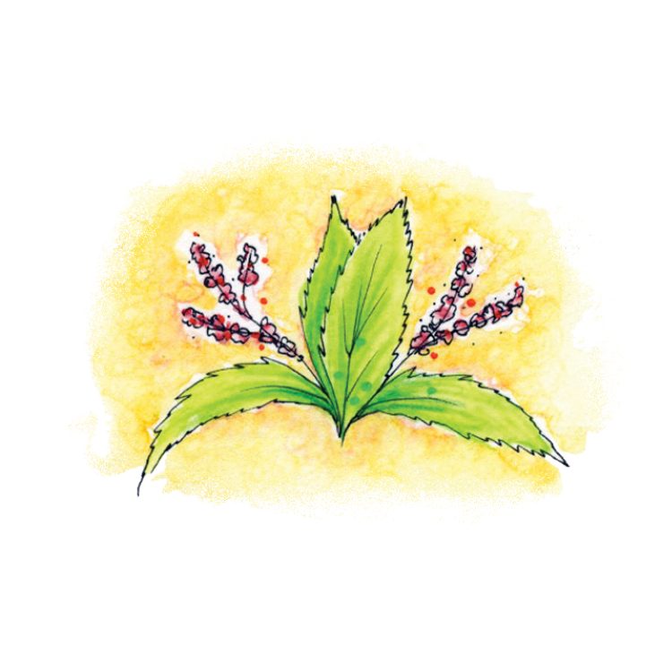 Nettle Soulflower Essence12.png