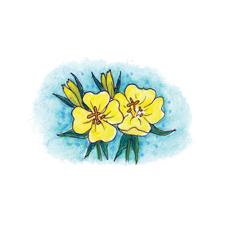 Evening Primrose Soulflower Essence8.png