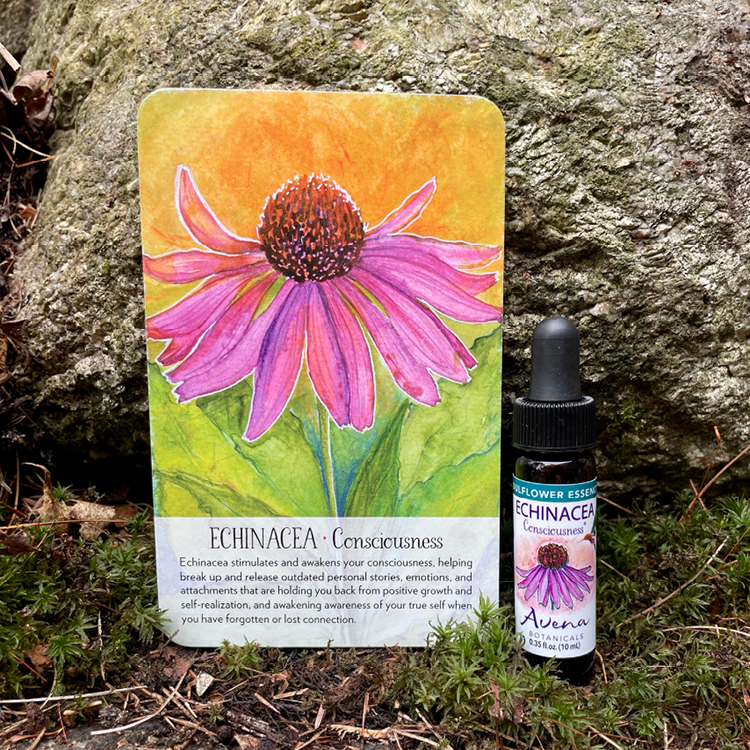 Echinacea Soulflower Essence9.png