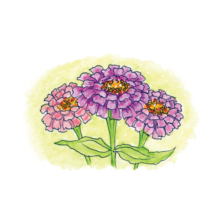 Zinnia Soulflower Essence18.png