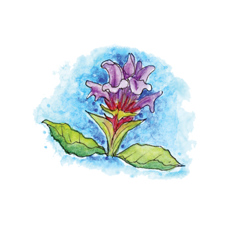 Self Heal Soulflower Essence.png