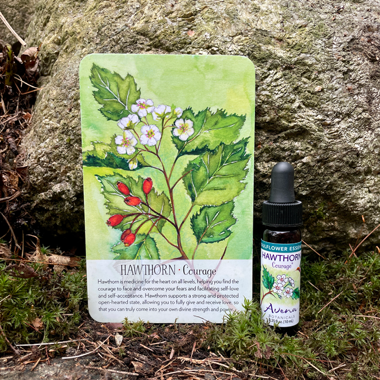 Hawthorn Soulflower Essence7.png