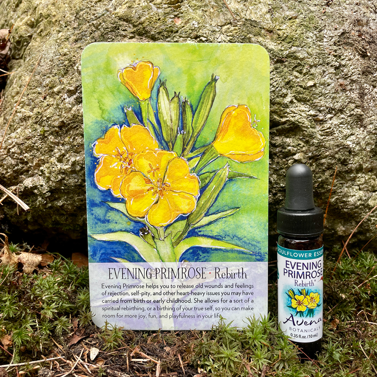 Evening Primrose Soulflower Essence.png