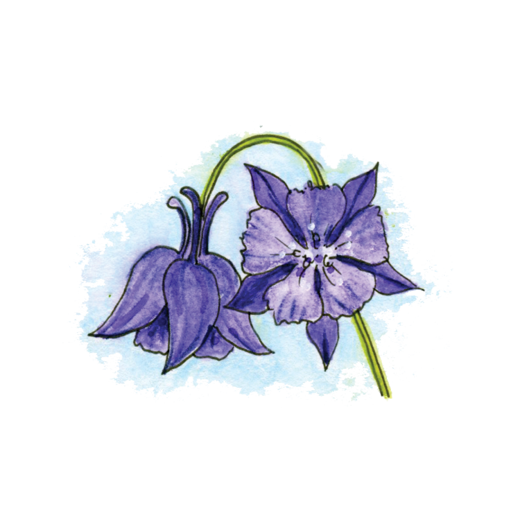 Columbine Soulflower Essence5.png