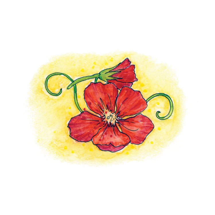 Nasturtium Soulflower Essence11.png
