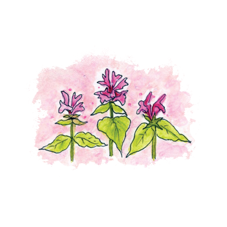 Wood Betony Soulflower Essence16.png