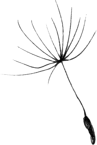 A dandelion seed with a single parachute seed and a long stem.