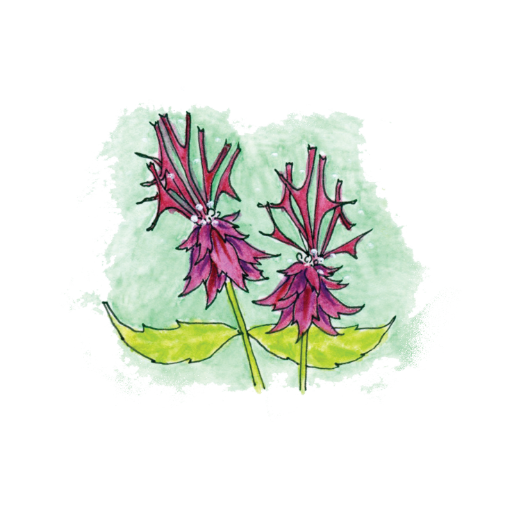Bee Balm Soulflower Essence.png