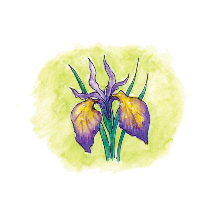 Iris Soulflower Essence10.png