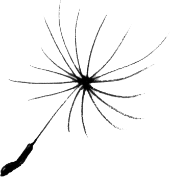 Close-up of a dandelion seed head with seeds and parachutes.