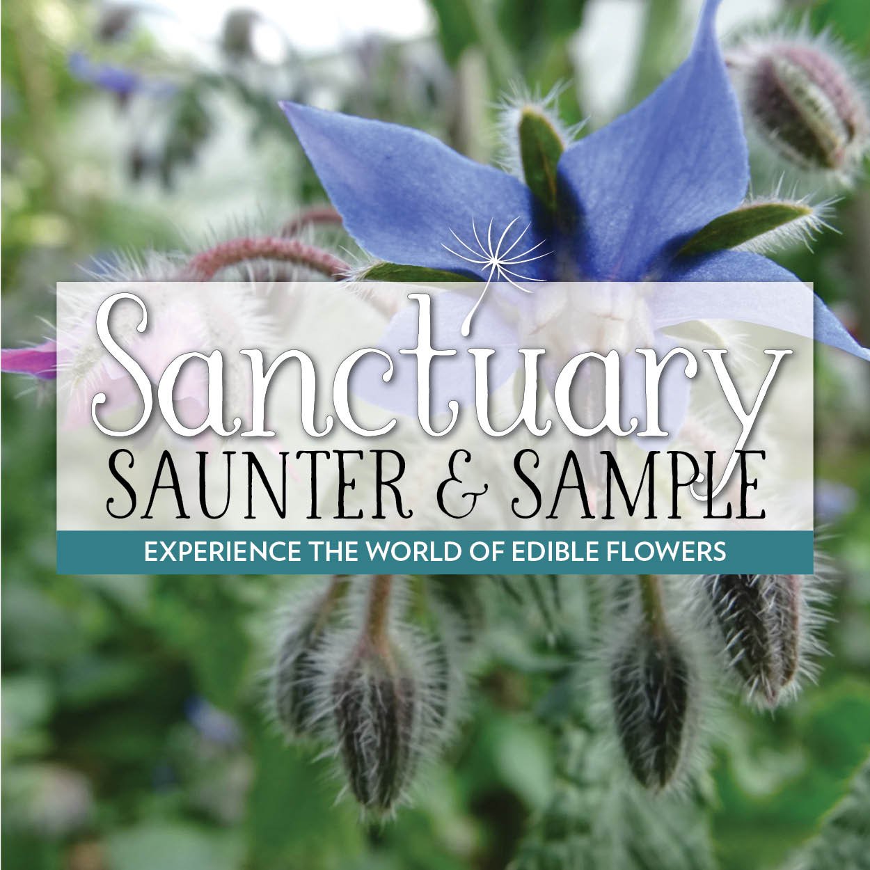 Saunter & Sample (7/11)
