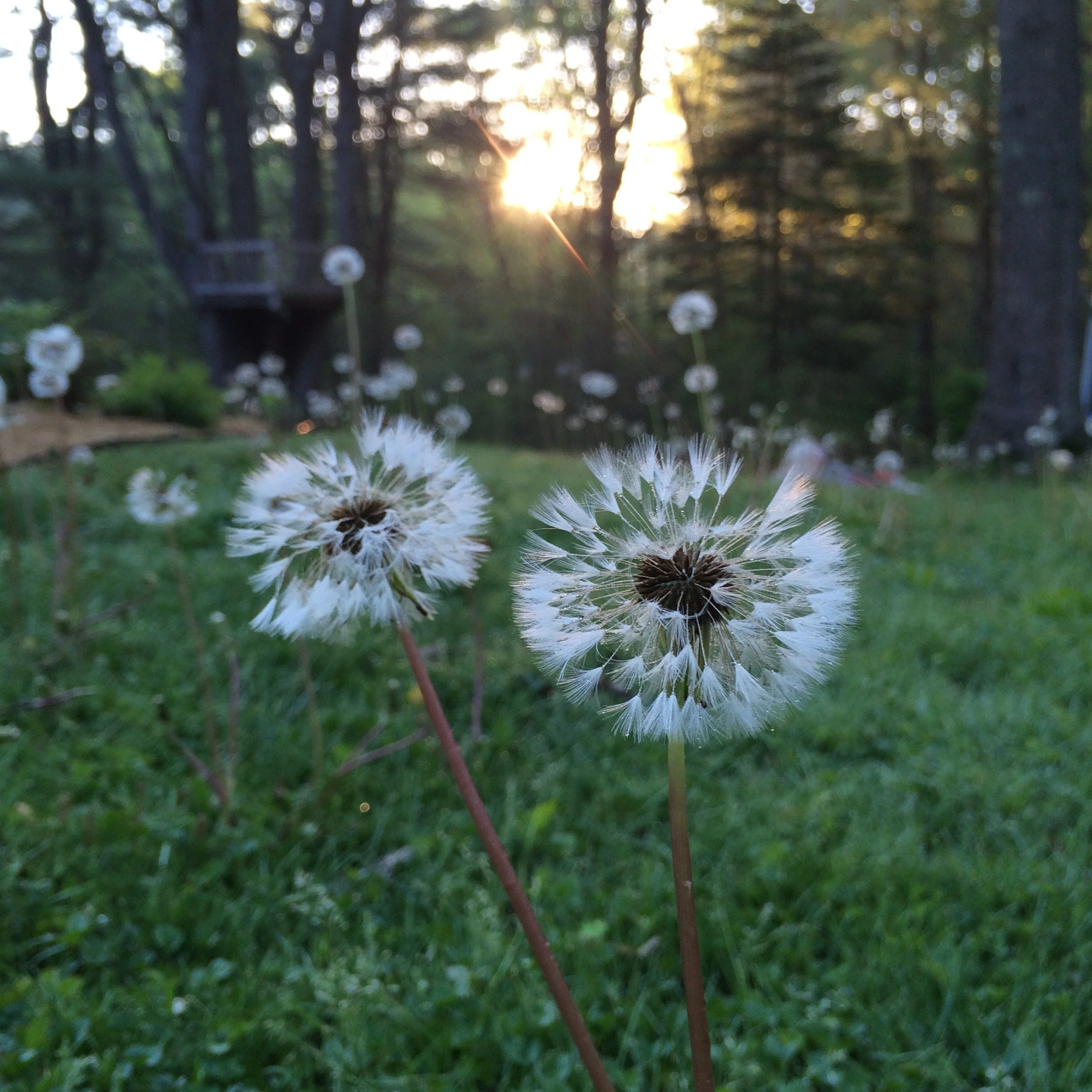 Close-up of two dandelion seed heads in a grassy yard with trees and a sunset in the background.