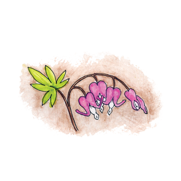 Bleeding Heart Soulflower Essence2.png