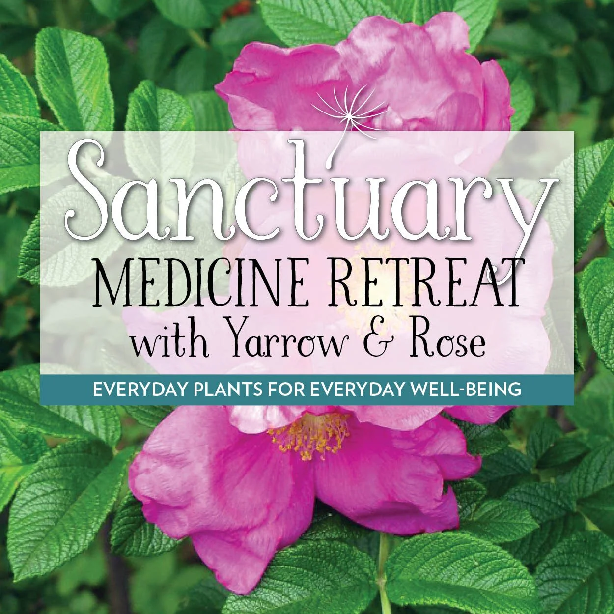 Medicine Retreat Yarrow & Rose.jpg