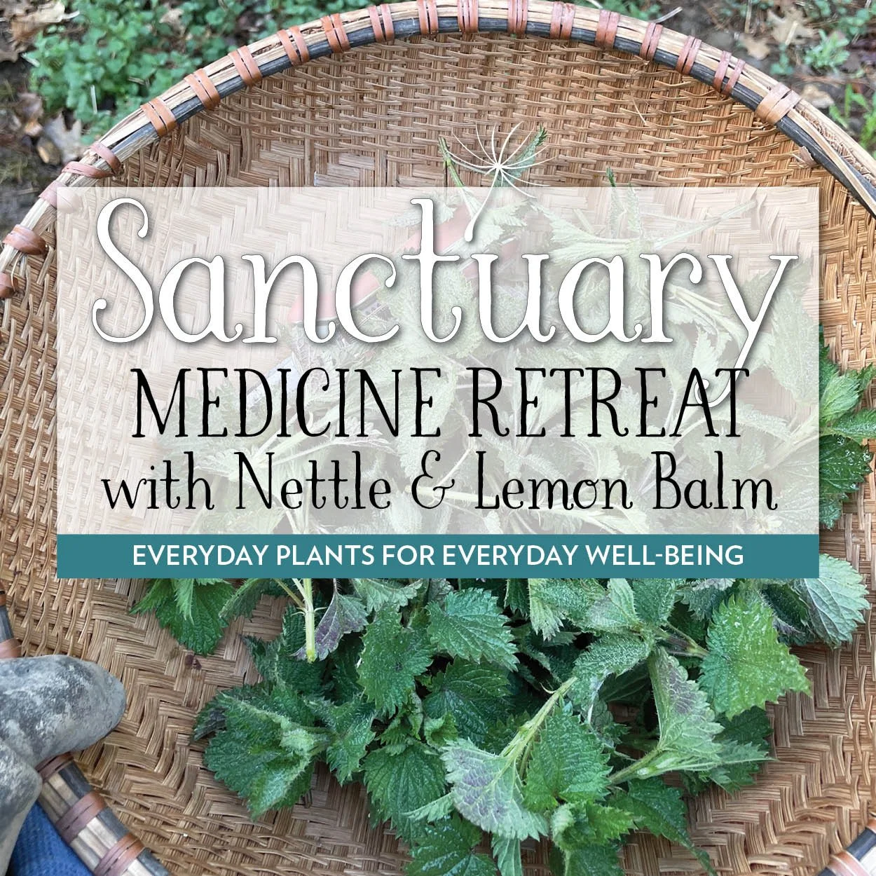 Medicine Retreat Nettle & Lemon Balm.jpg