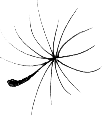 A black and white drawing of a spider with its legs spread out.