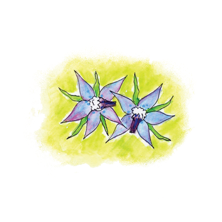 Borage Soulflower Essence3.png