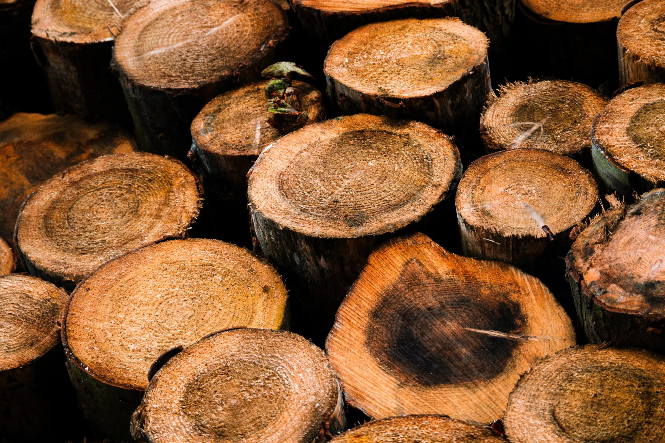 A pile of cut tree logs showing the cross-sections with visible growth rings and some bark.